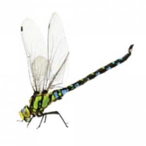 Advance Pest Control - Logo