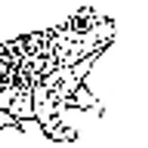 B & B's Exotic Pets LLC