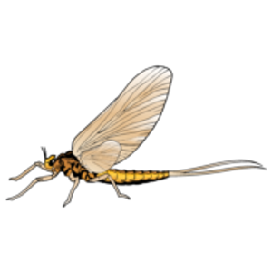 South Holston River Fly Shop