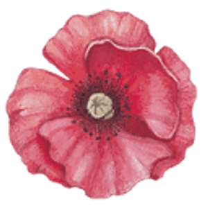 Kathleen Salmon, LLC - Logo