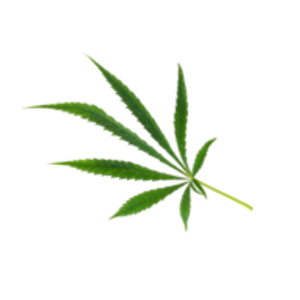Flower Recreational and Medical Dispensary - Logo