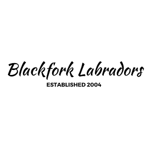 Blackfork Labradors
