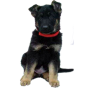Foxwood Kennels - Logo