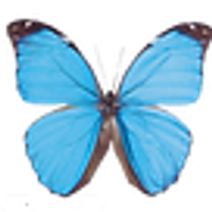 The Key West Butterfly and Nature Conservatory - Logo