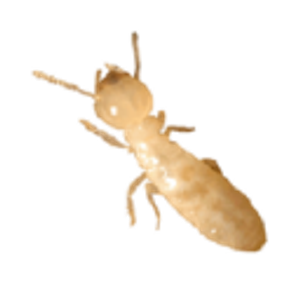 Zwaag Termite Control