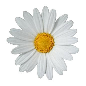 Moving Miss Daisy