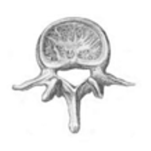 GoodSpine Chiropractic & Sports Therapy - Logo