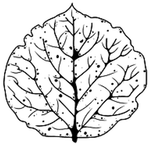 Aspyns Table - Logo