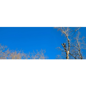 Ultimate Tree Service - Logo
