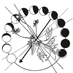 Thyme Herbal