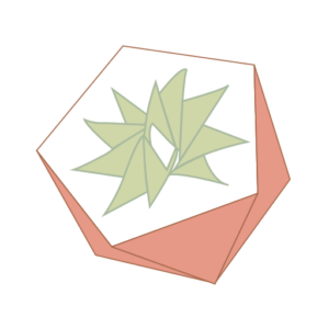 Cactus Collective Weddings - Logo