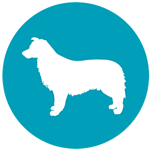 Conga's Pet Grooming