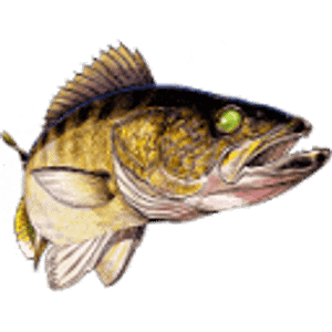 Sundance Lake Erie Fishing Charters - Logo