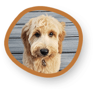 Goldendoodle Dandies - Logo