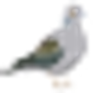 Dove Canyon - Logo