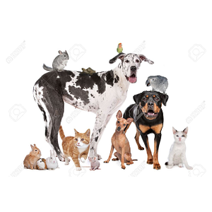 Buckhead Pet Sitters