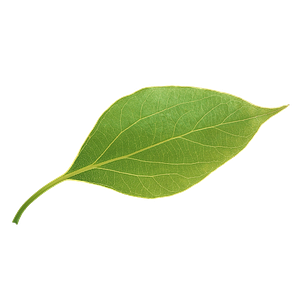 Springview Landscape Service Inc - Logo