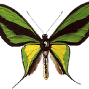 Kingdom of Basil Wellness Clinic - Holistic medicine practitioner in Seattle