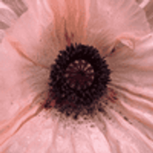 Marma Holistic Facials - Logo