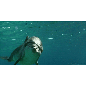 Island Adventure Dolphin Cruise Tarpon Springs - Logo