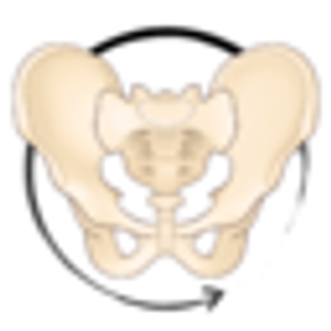 Pelvic Reset LLC - Logo