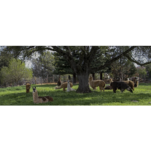 Llamas of Circle Home - Logo