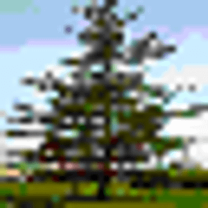 South Georgia Land & Timber - Logo