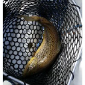 Mac Brown Fly Fish