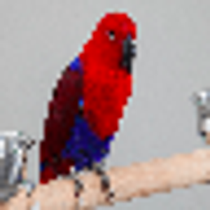 Fancy Feathers - Logo