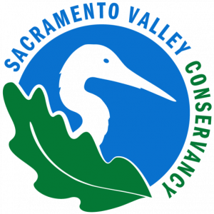 Camp Pollock - Logo