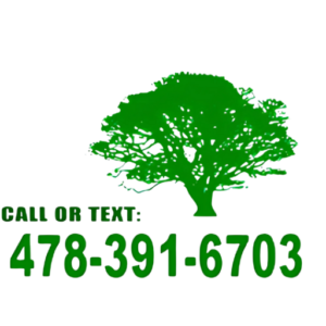 Tree Removal Near Me - Tree service in Warner Robins
