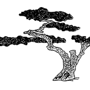Toenyan Tree Service LLC