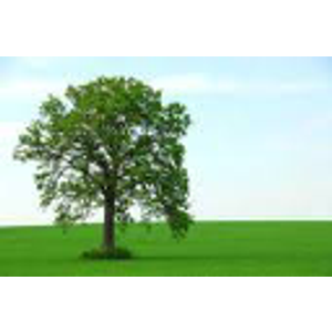 TwigTree Woodworking - Logo