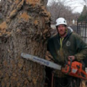 The Tree Professional