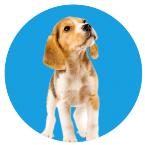 The Puppy Store Vineyard - Logo
