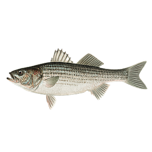 Fishers of Men Sport Fishing - Logo