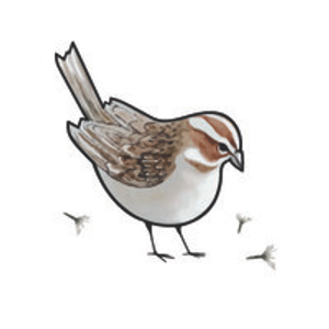 Seed and Sparrow - Logo