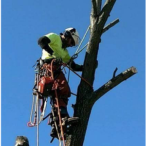 All Seasons Tree Service Inc - Logo