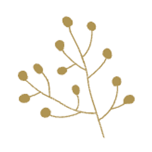 The Studio Draper - Logo