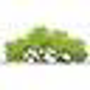 Arbor Pro's Tree Service - Logo