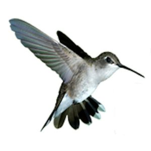 Planet Friendly Pest Control - Logo