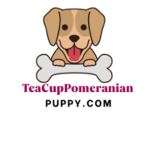 Teacup Puppy Store in New York