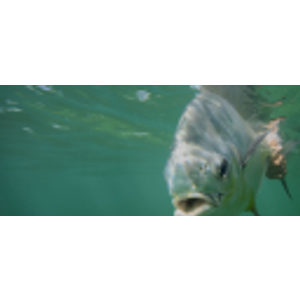 Michael O'Brien Flats Fishing Charters - Logo